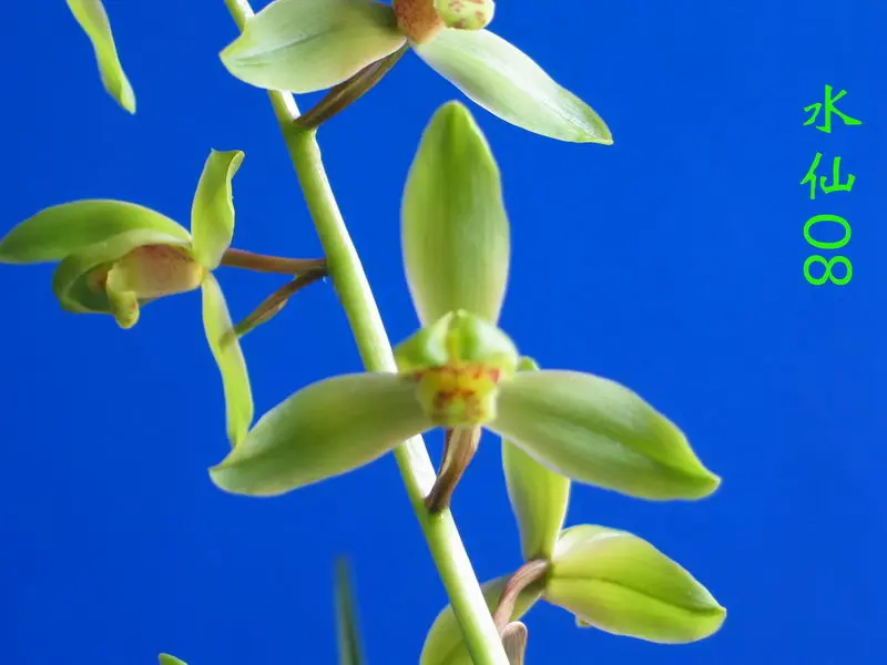 蕙兰 水仙