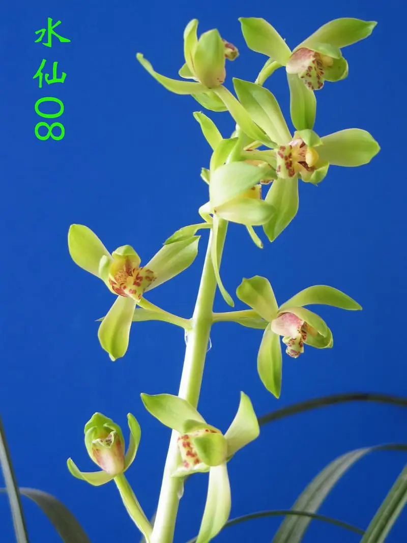 蕙兰 水仙