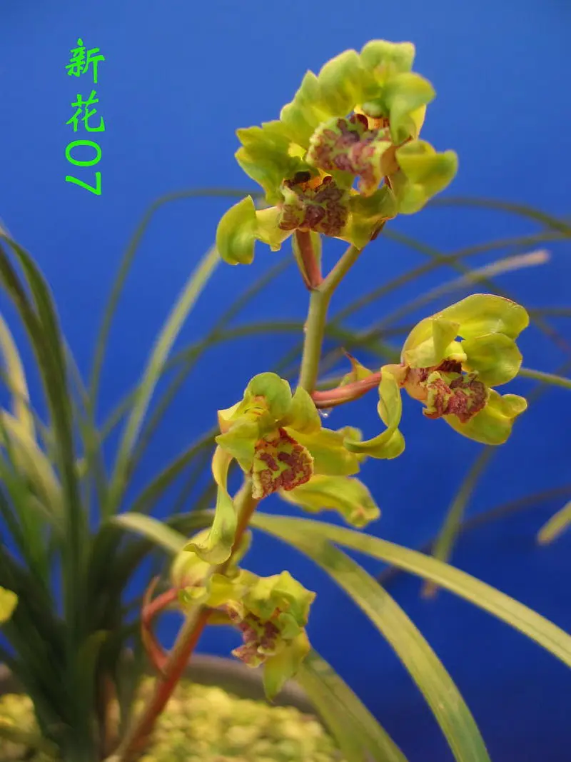 蕙兰 新花