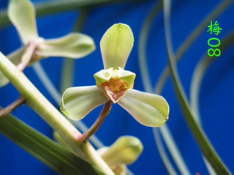 蕙兰 新梅