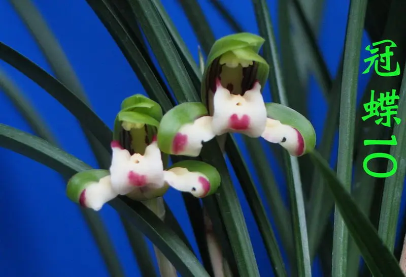 春兰 冠蝶
