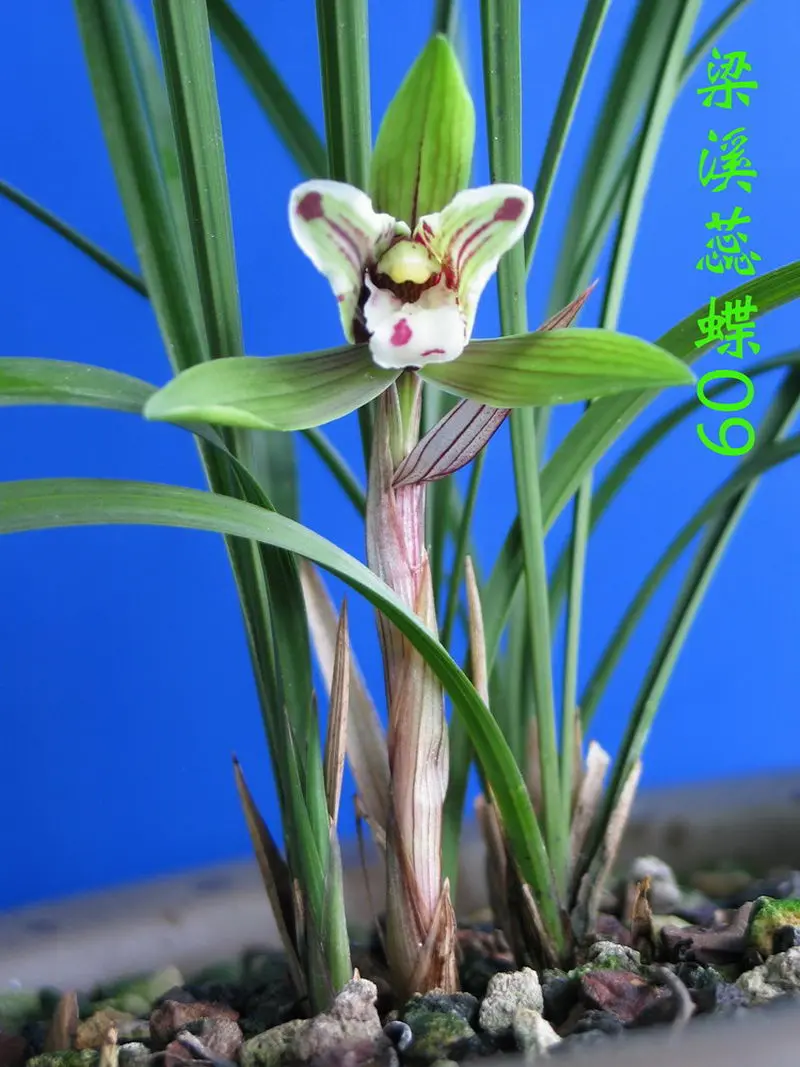 春兰 梁溪蕊蝶