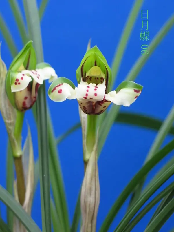春兰 月蝶