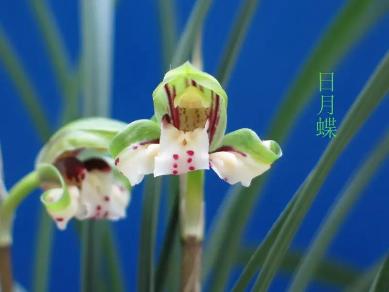 春兰 月蝶