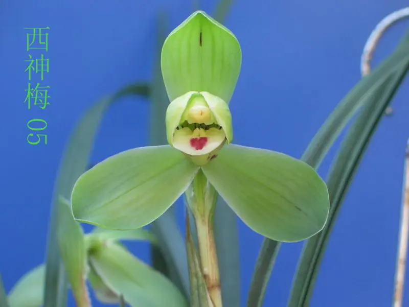 春兰 西神梅