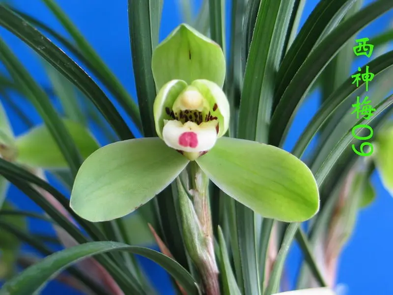 春兰 西神梅