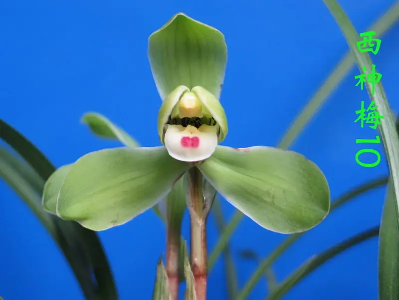 春兰 西神梅