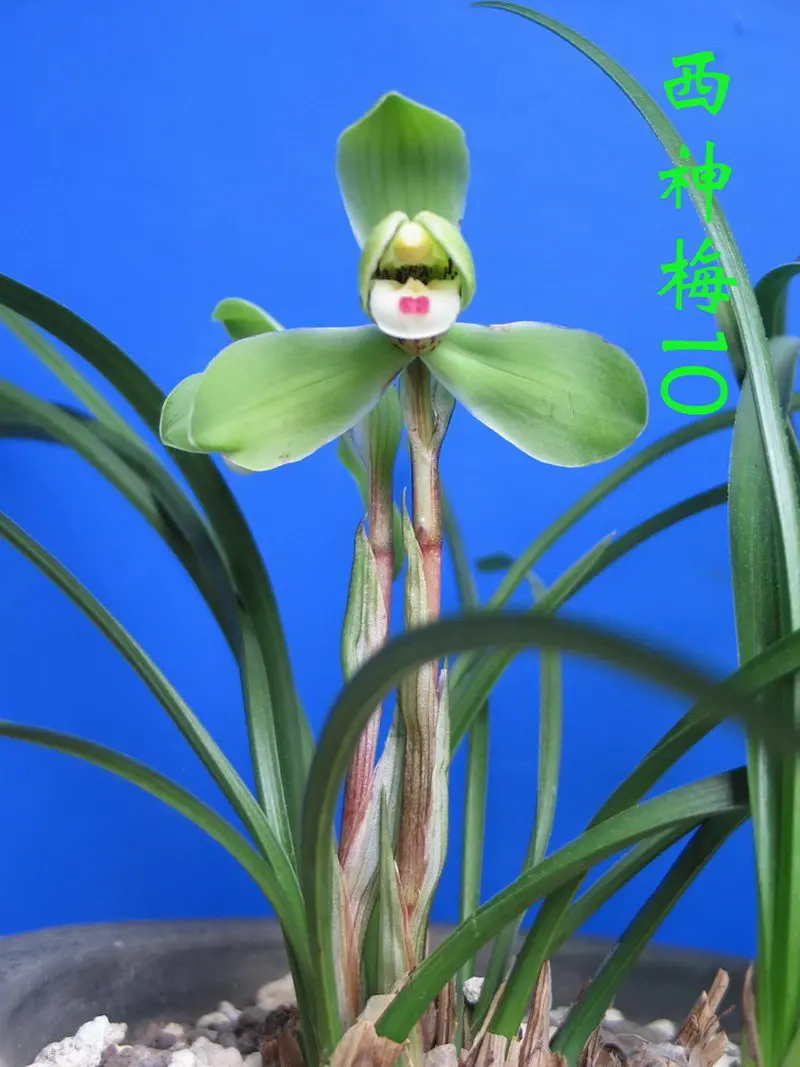 春兰 西神梅