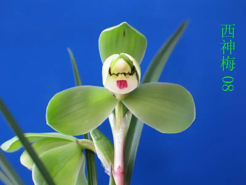 春兰 西神梅