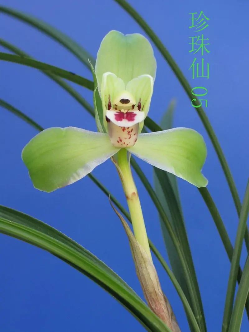 春兰 珍珠仙