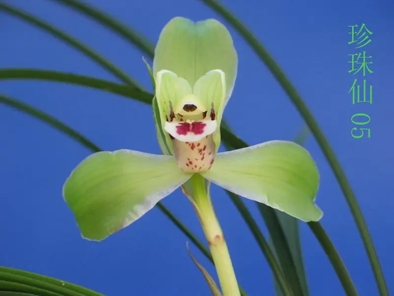 春兰 珍珠仙