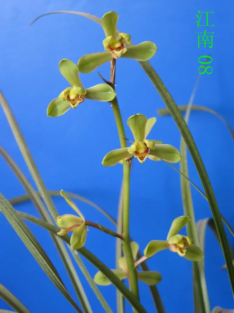蕙兰 江南新极品