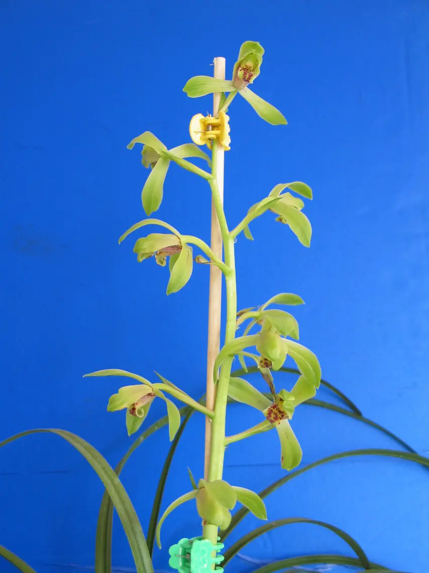 蕙兰桂字马志生