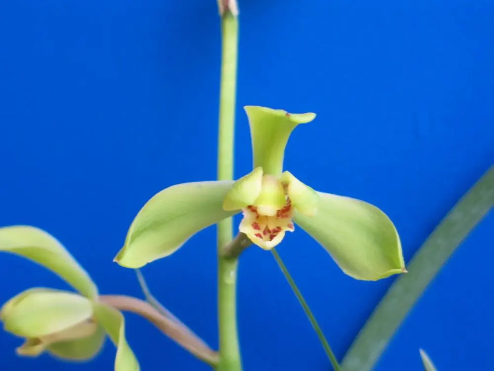 蕙兰江南新极品巣杏虎