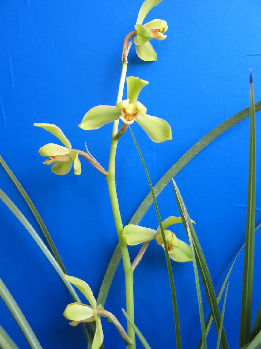 蕙兰江南新极品巣杏虎