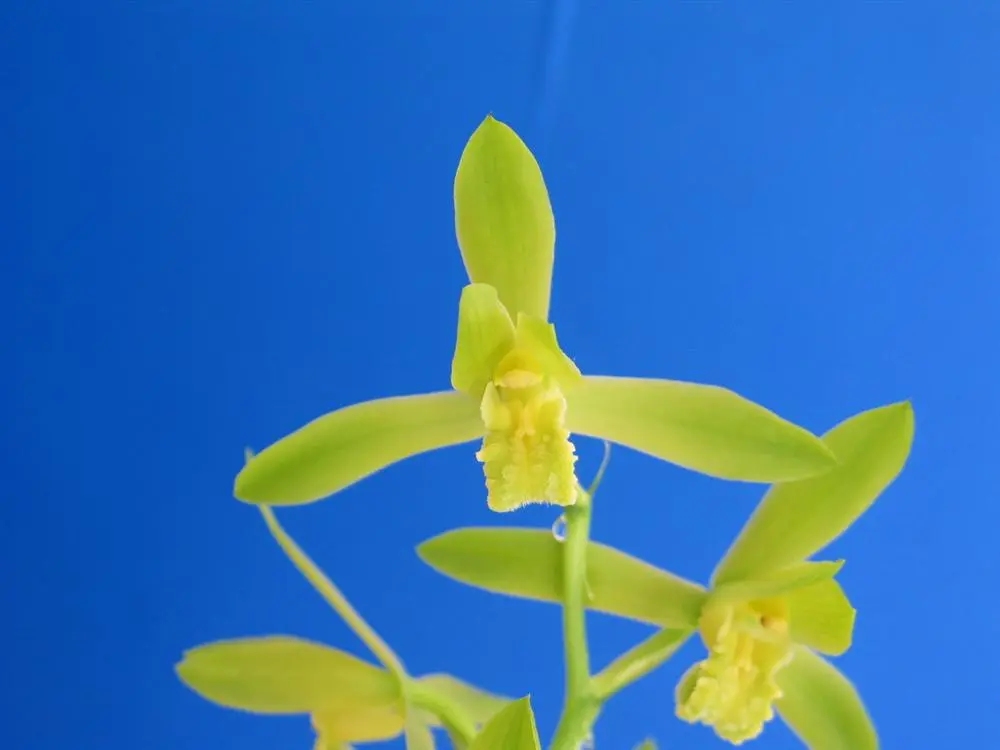 蕙兰金奥素顾德昌