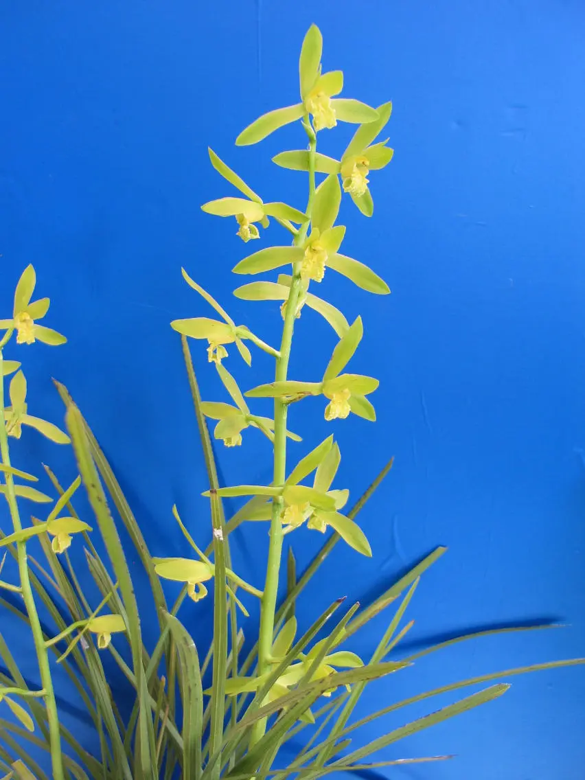 蕙兰金奥素顾德昌