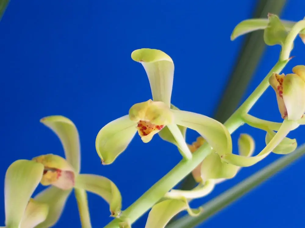 蕙兰老极品范兆生