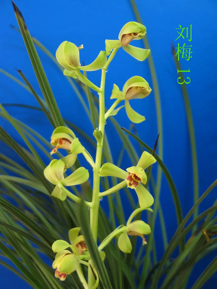 蕙兰刘梅宋励超