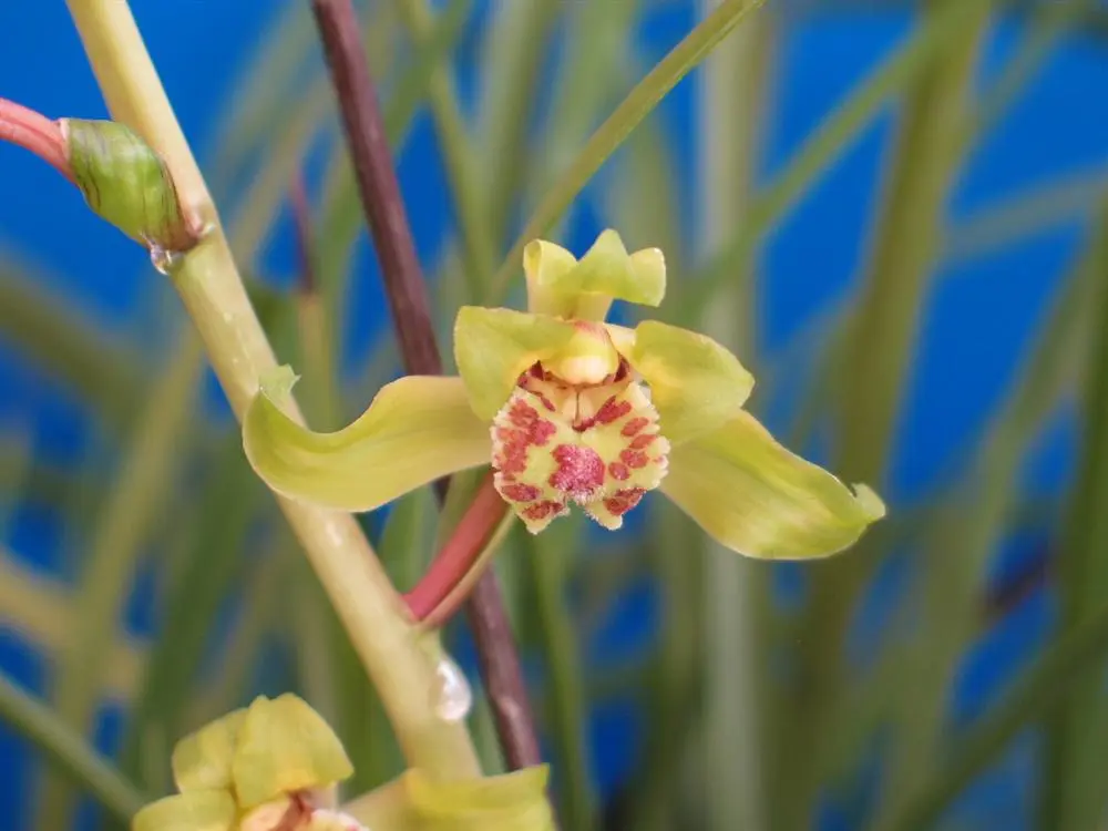 蕙兰梅里风云朱阿兴