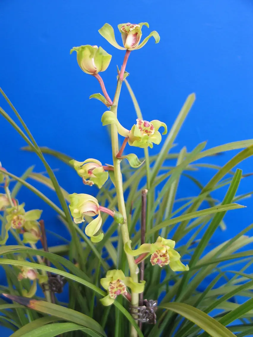 蕙兰梅里风云朱阿兴