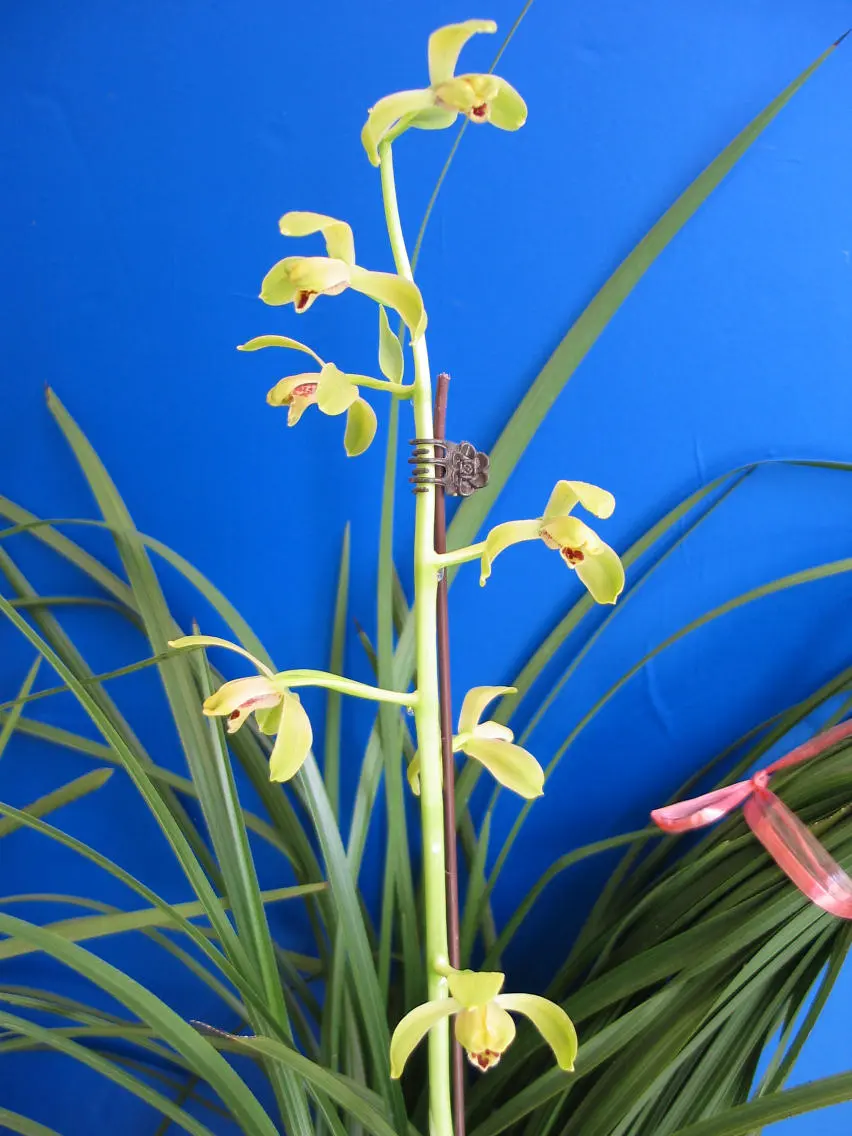 蕙兰庆华王瑞炯