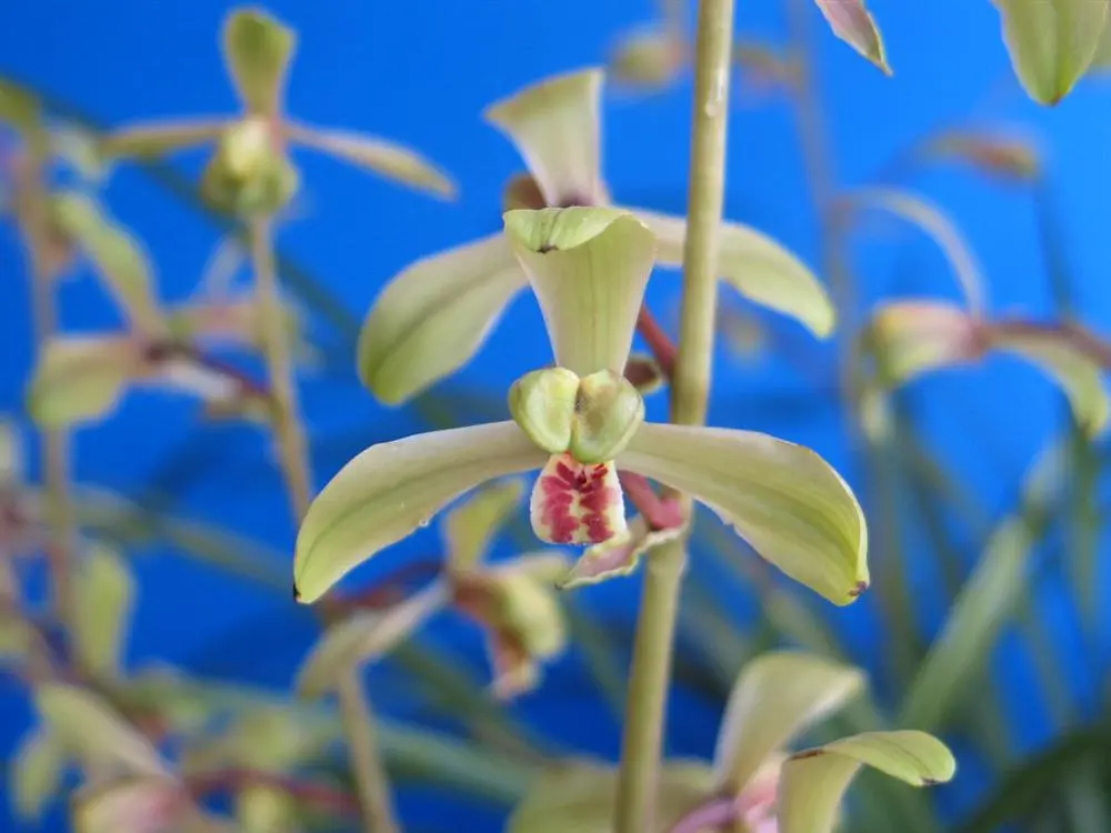 蕙兰适园程国光