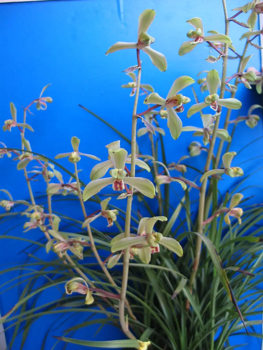 蕙兰适园程国光