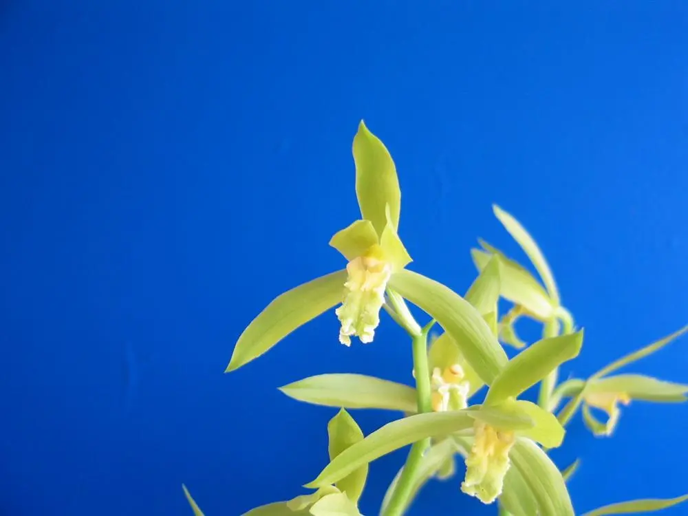 蕙兰素芯沈永昌