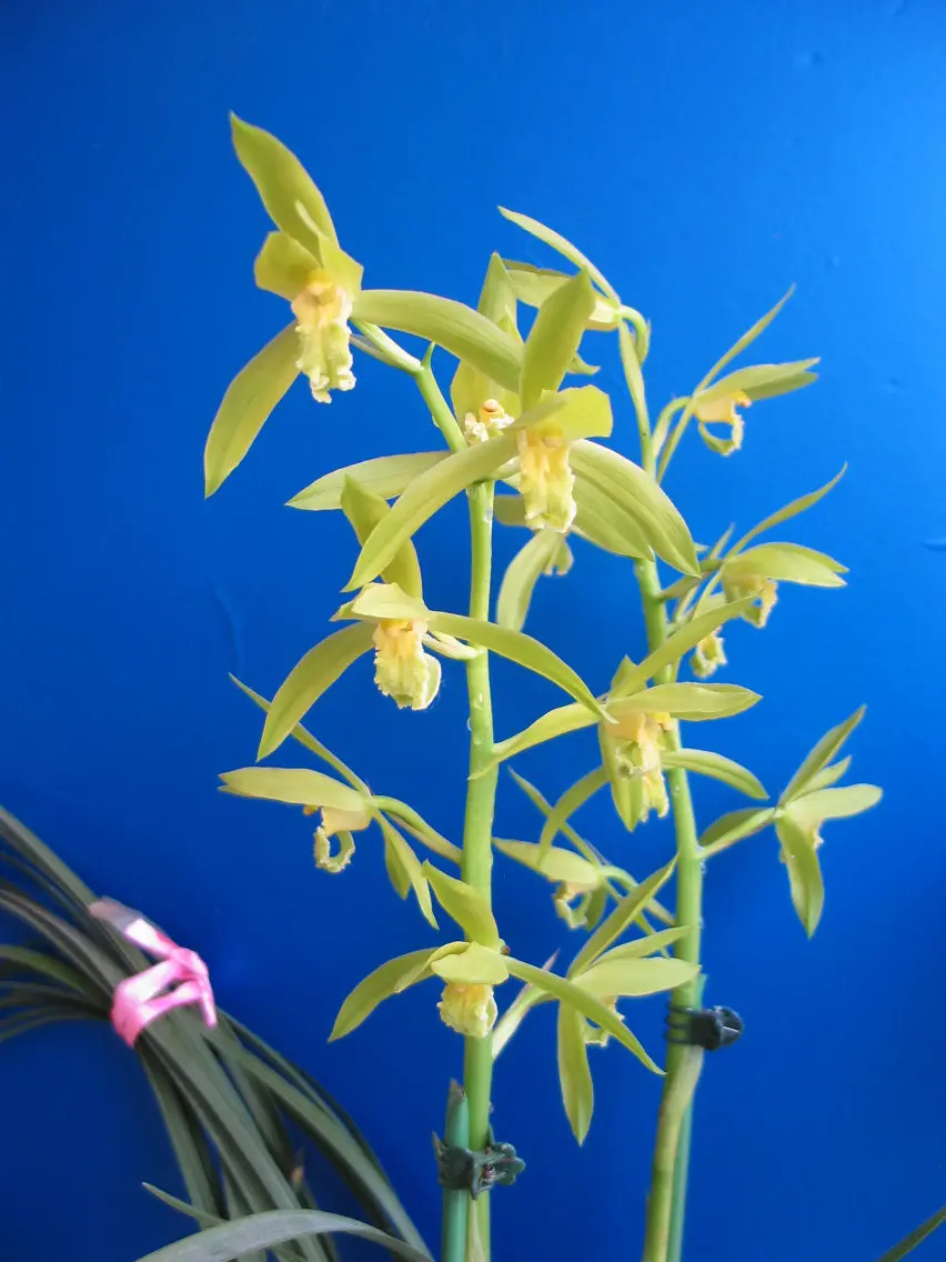 蕙兰素芯沈永昌