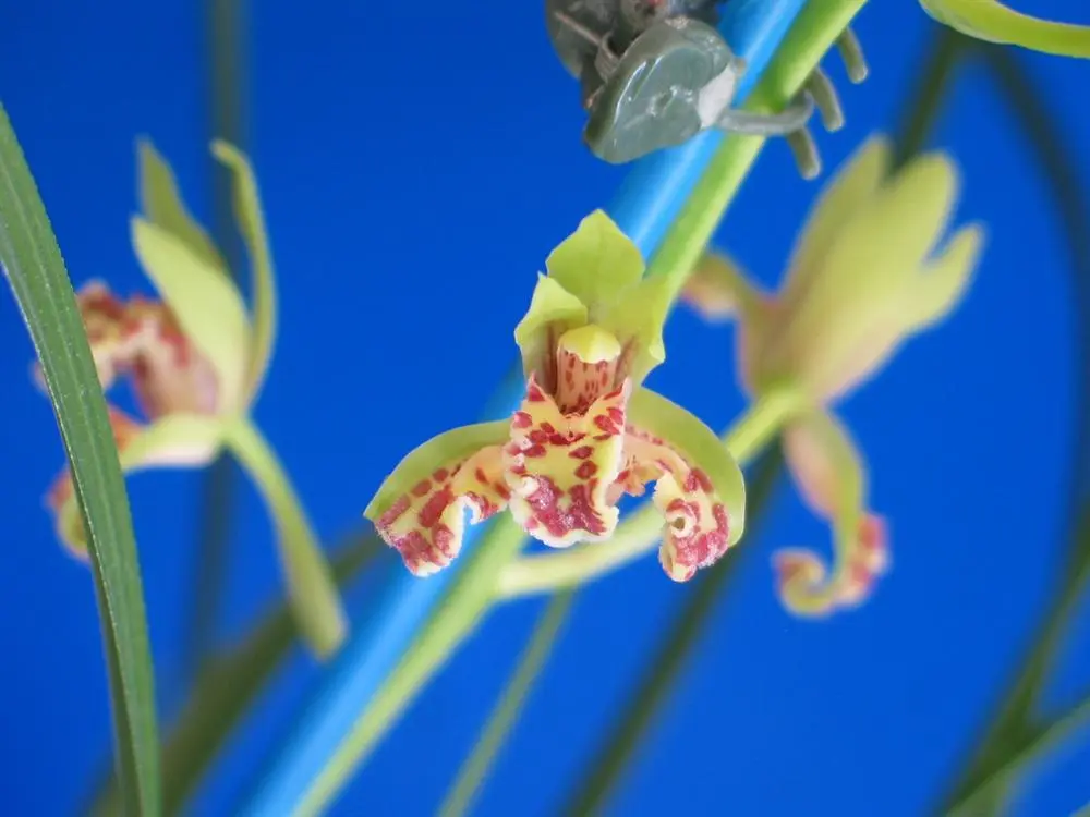 蕙兰新翠蝶徐安兴