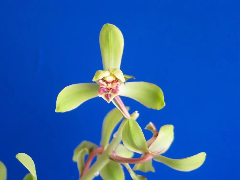 蕙兰元字丁仲贤