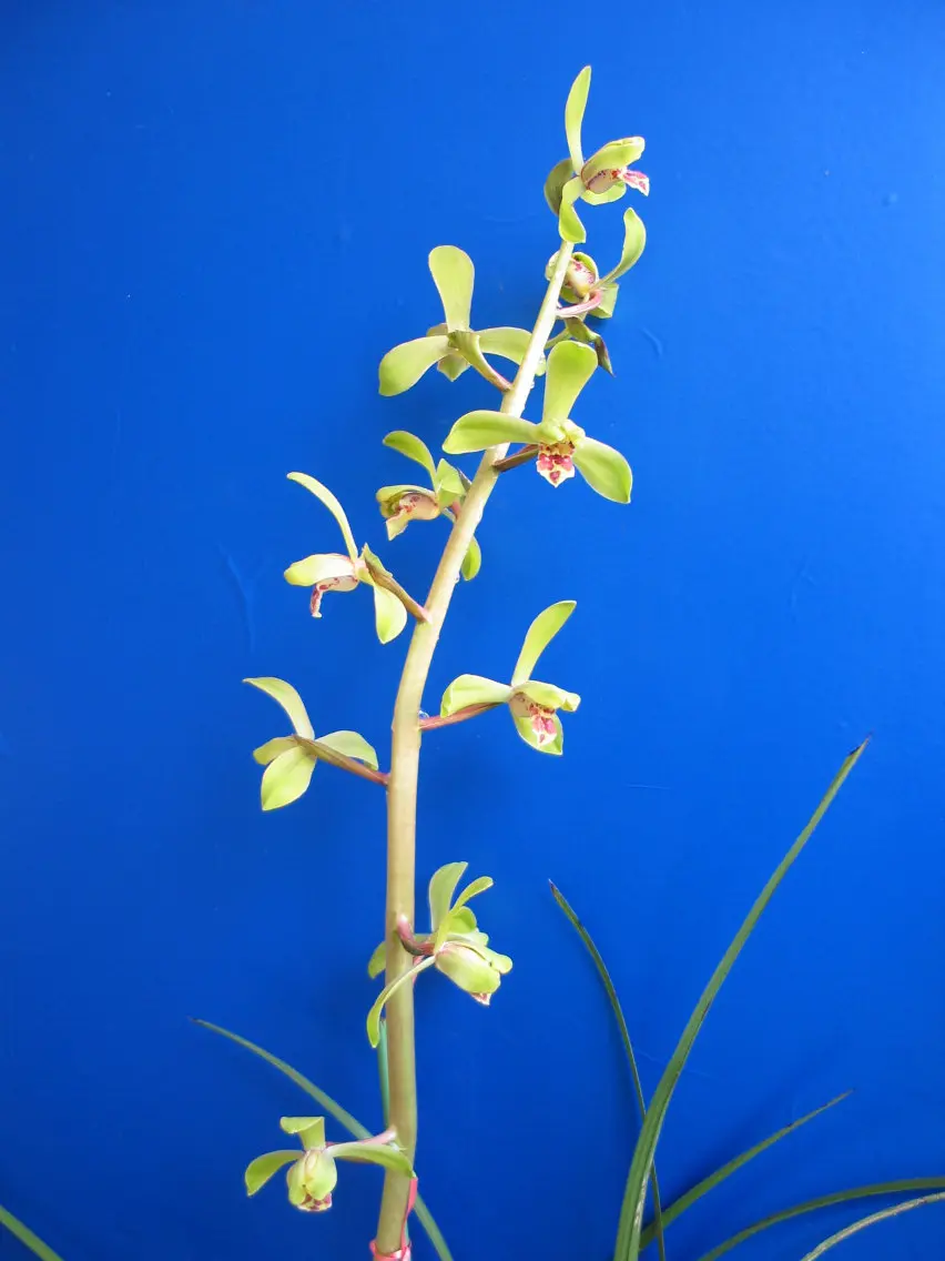 蕙兰元字丁仲贤