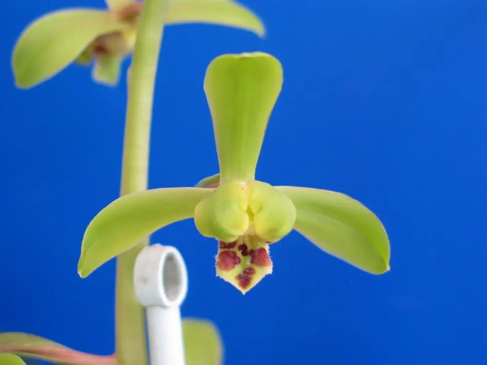 蕙兰元字沈玉英