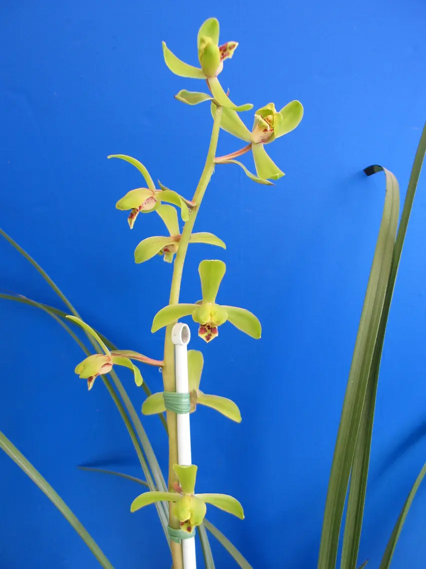 蕙兰元字沈玉英