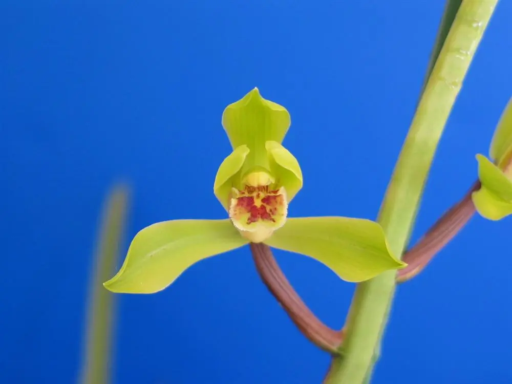 蕙兰郑孝荷朱阿兴