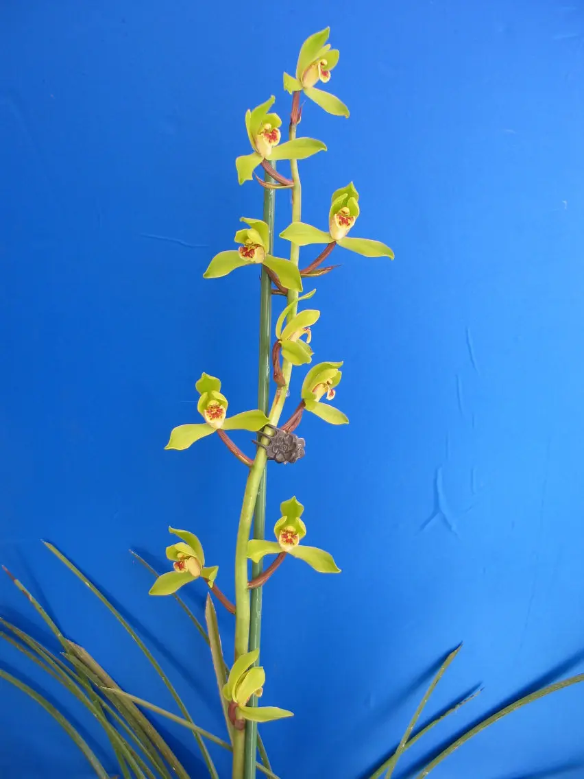 蕙兰郑孝荷朱阿兴