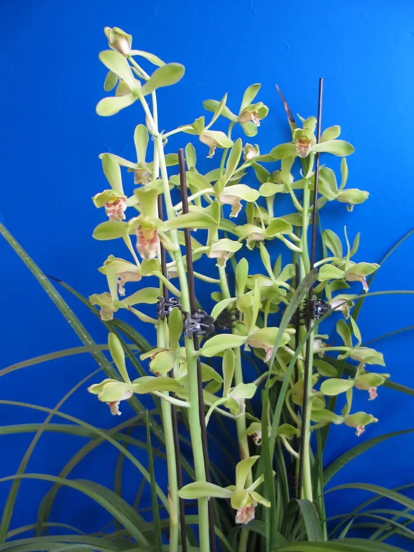 蕙兰大一品朱阿兴