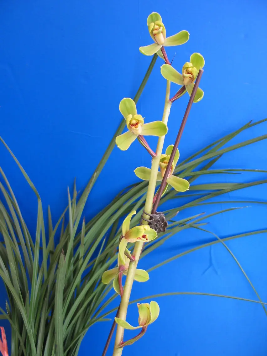 蕙兰端蕙王瑞炯