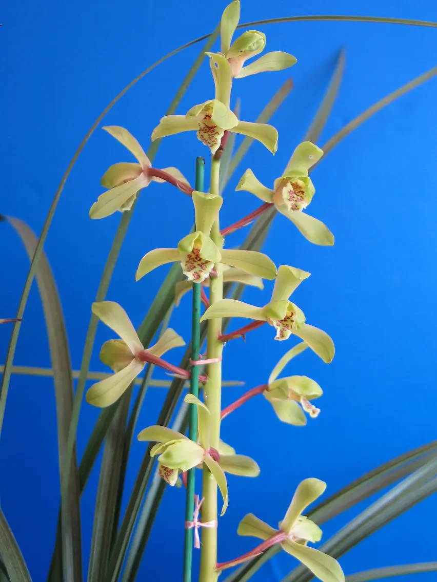 蕙兰光华盛艺军