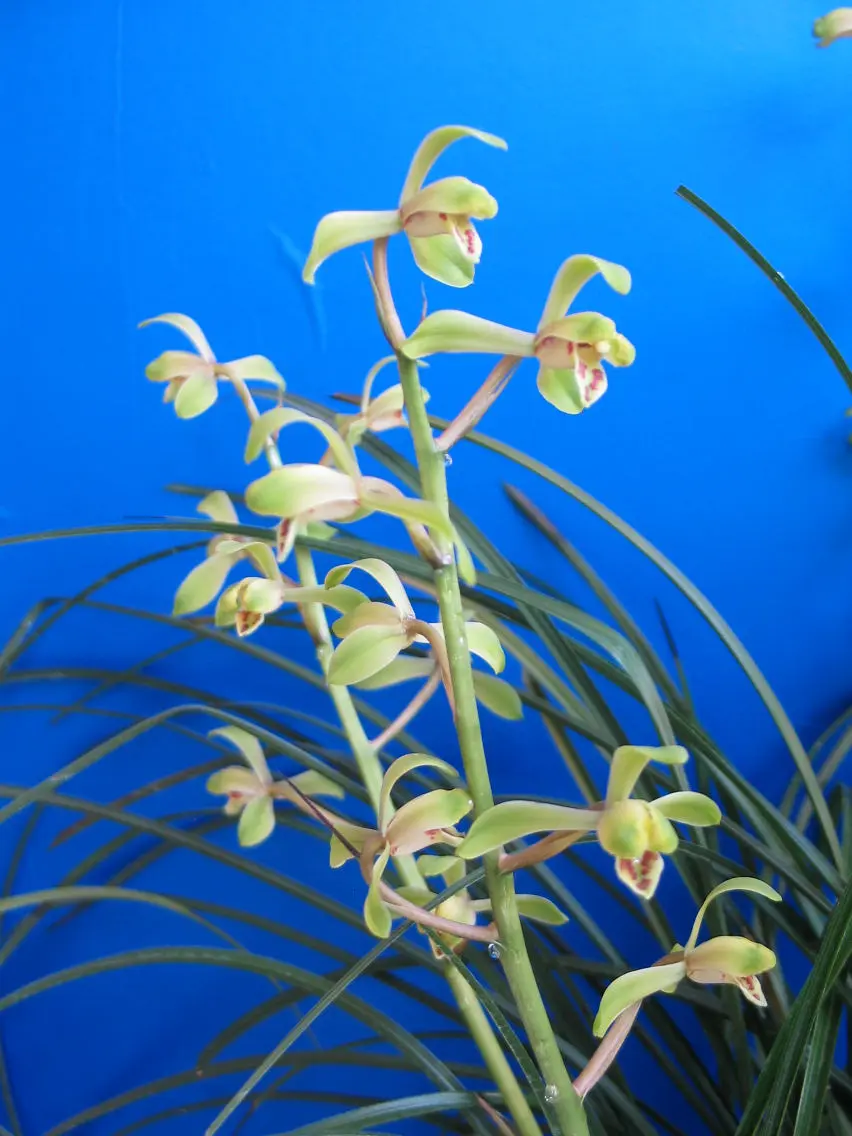 蕙兰解佩朱阿兴