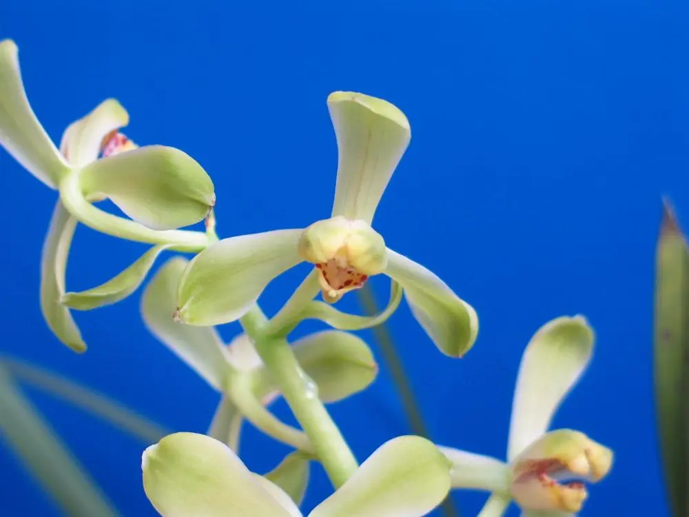 蕙兰老极品范志伟