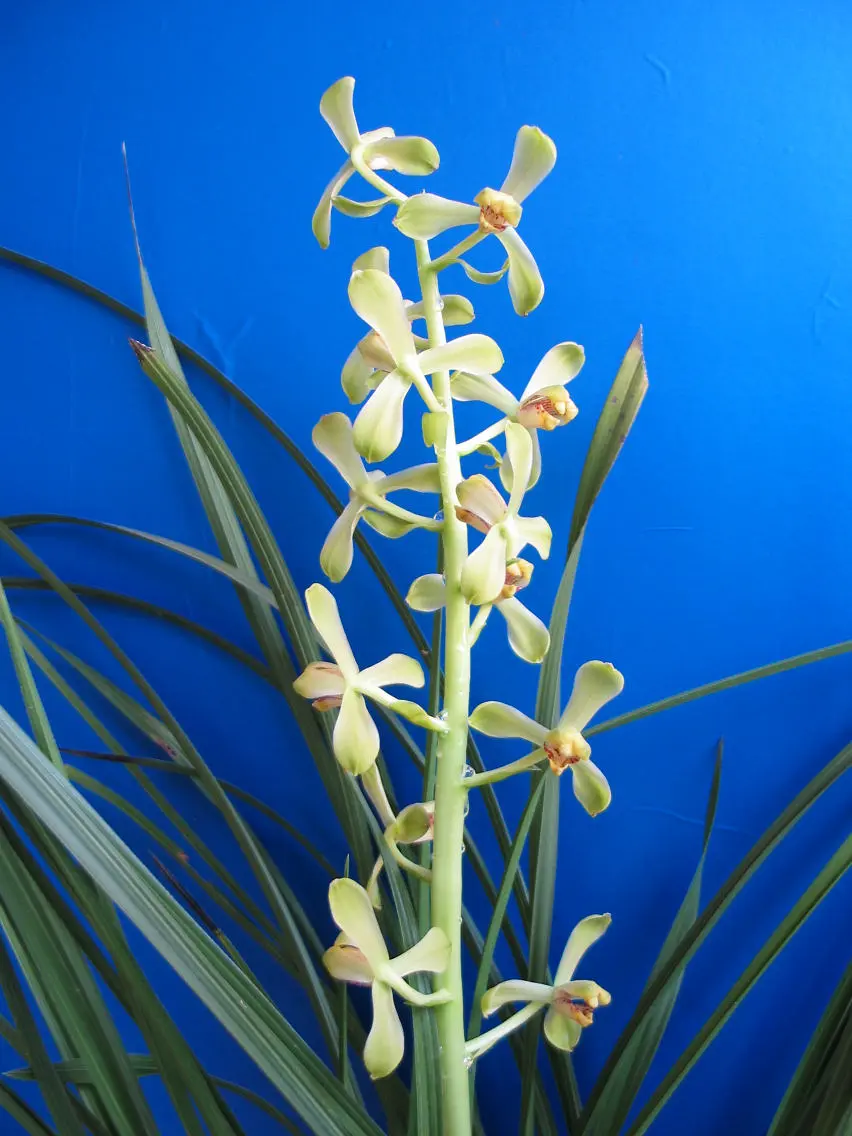 蕙兰老极品范志伟