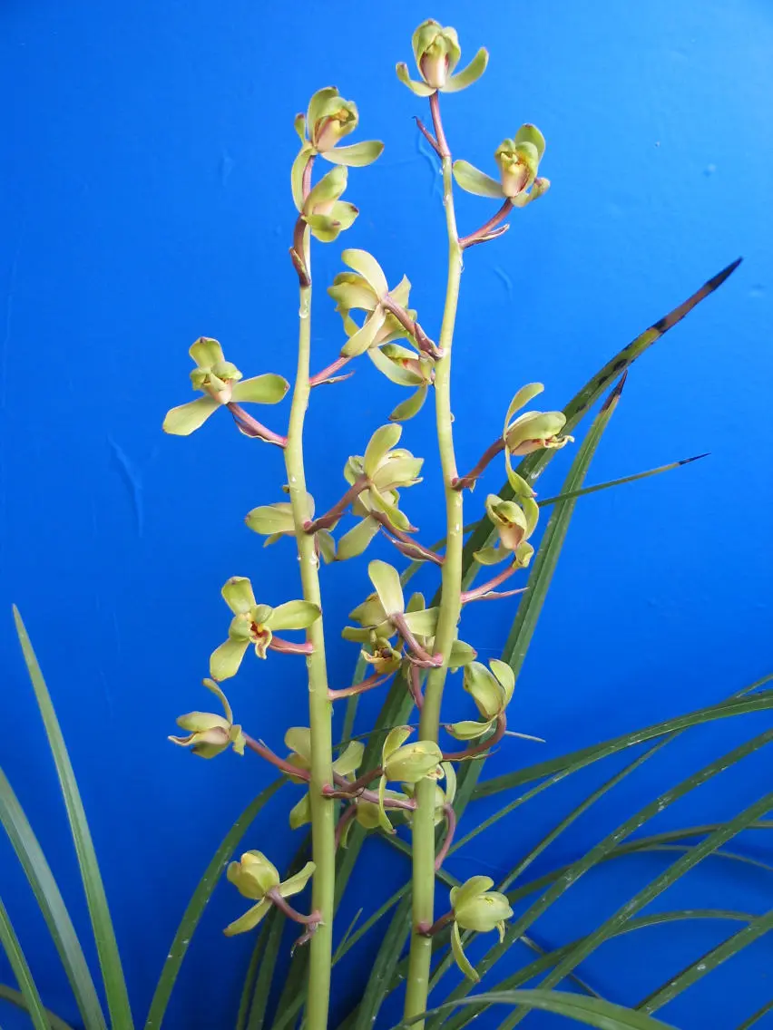 蕙兰老染字顾忠荣