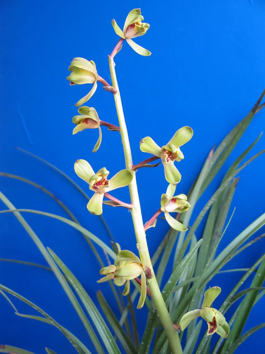 蕙兰老染字钱仲甫