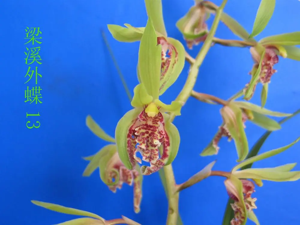 蕙兰梁溪外蝶马志生