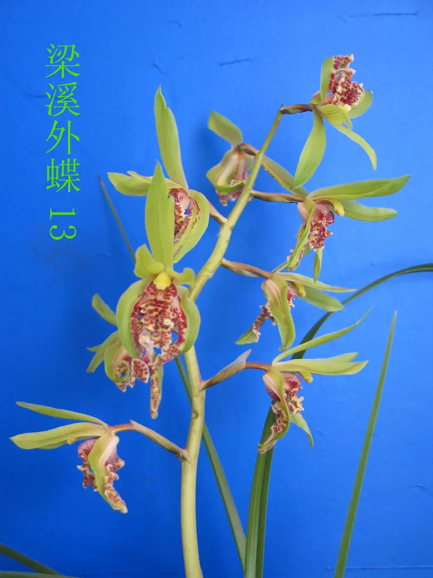 蕙兰梁溪外蝶马志生