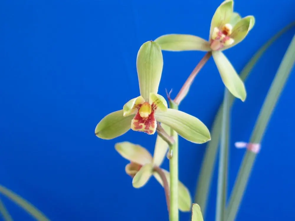 蕙兰王氏水仙王洪林