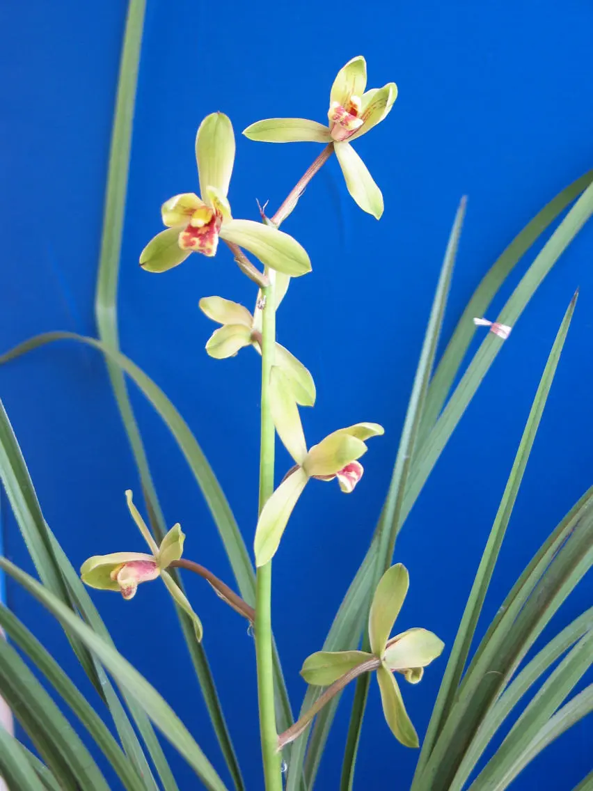 蕙兰王氏水仙王洪林