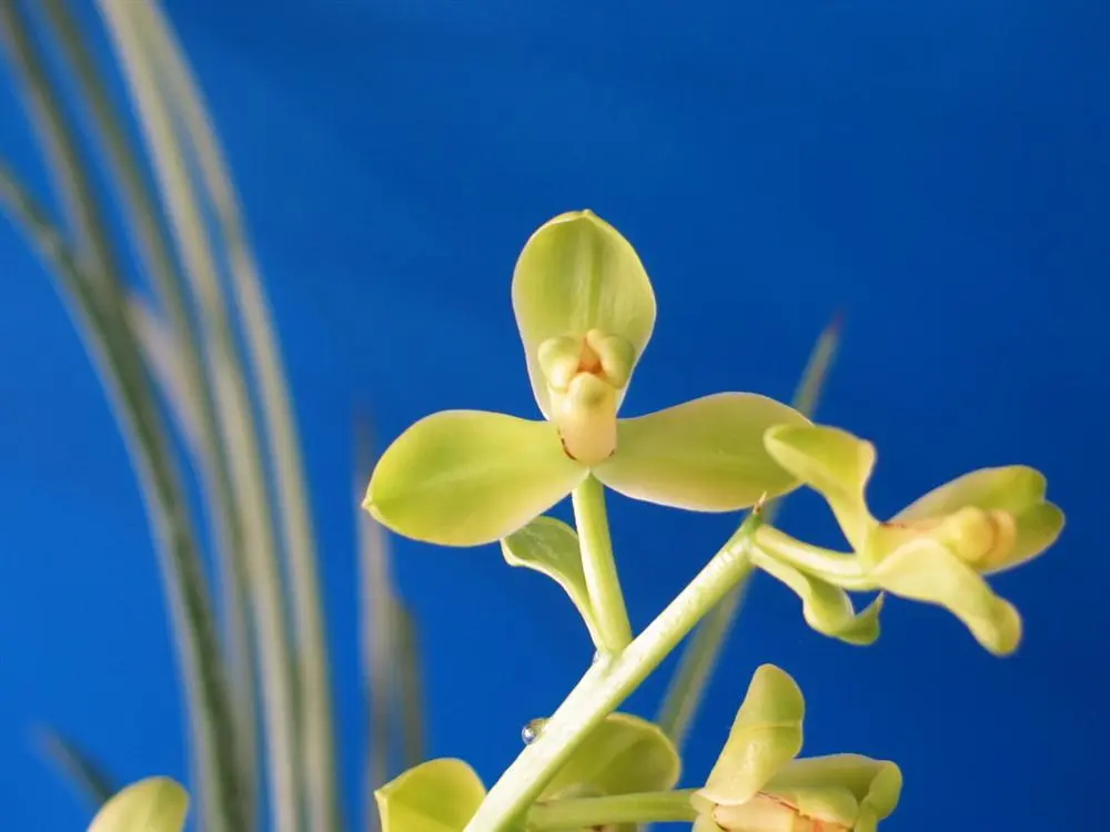 蕙兰無名吴治海